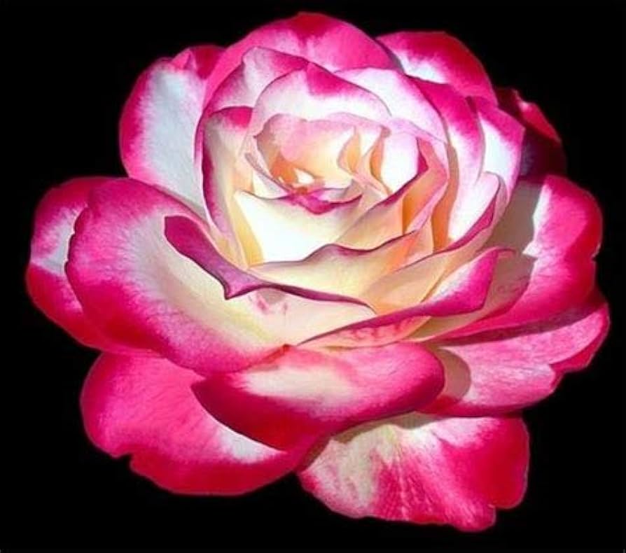 osiria rose seeds for sale Pink Osiria Rose Flower Seeds – Non-GMO Heirloom Seeds for Planting, H – Neeraseeds