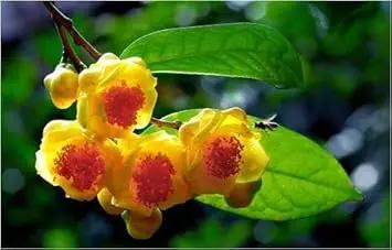 camellia flower flower seeds