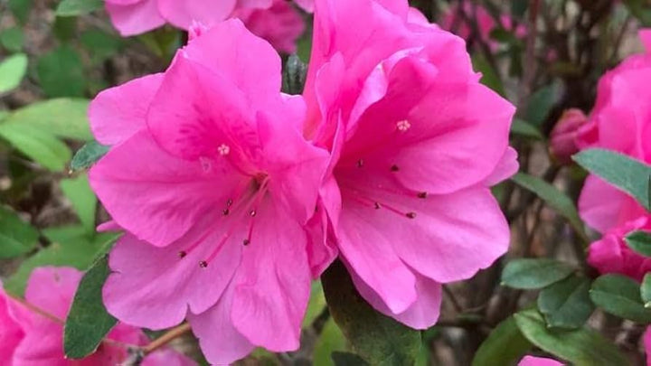 Azalea Blomsterfrø til Plantning 100 stk