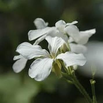 Flower Seeds, Seeds for Planting, Plant Seeds