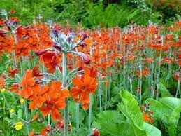 Flower Seeds, Seeds for Planting, Plant Seeds