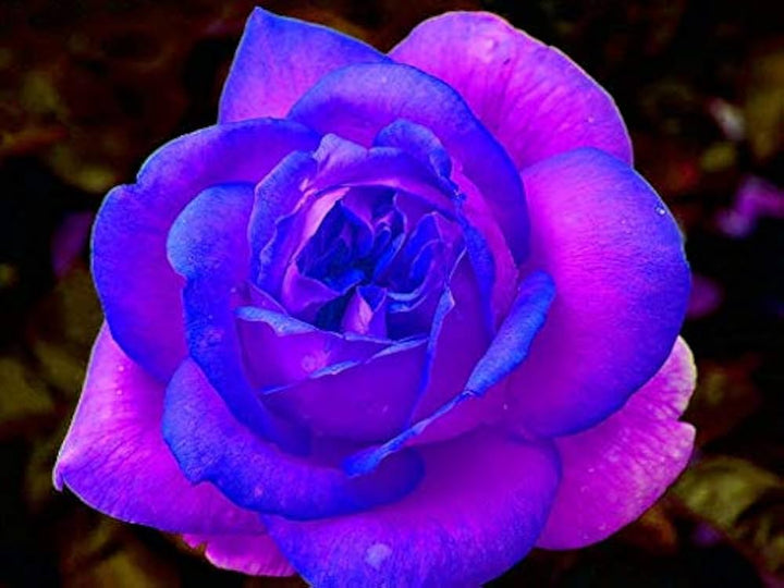 Fresh Rose Flower Seeds for Planting, Blue Pink 100 pcs