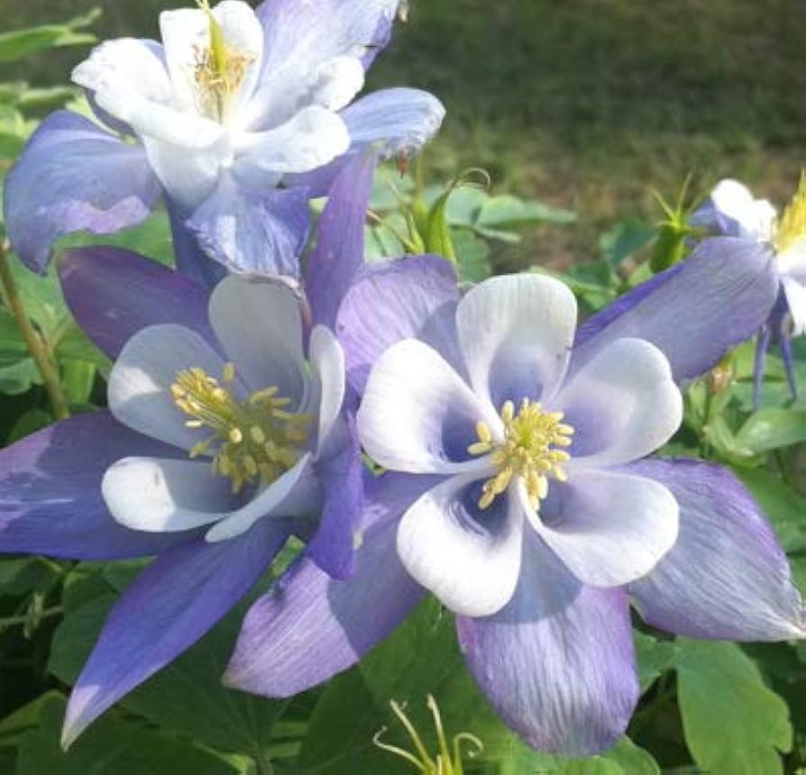 Lilla Hvid Aquilegia Blomsterfrø til Plantning 100 stk