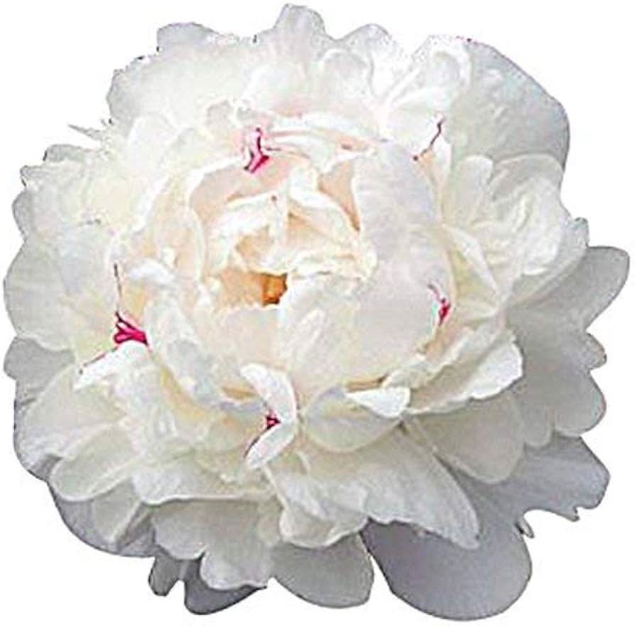 festiva maxima flower seeds