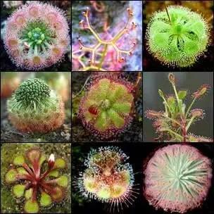 heirloom non flower seeds