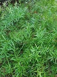 Flower Seeds, Seeds for Planting, Plant Seeds