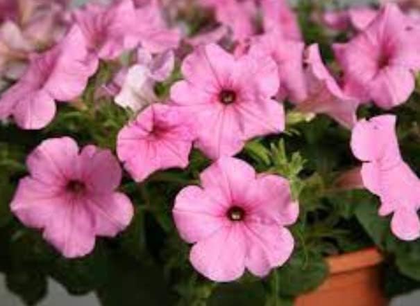 Light Pink Petunia Petals Flower Seeds for Planting - 100 pcs