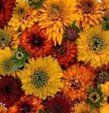 mixed rudbeckia flower seeds