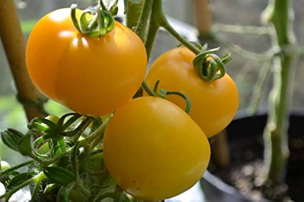 Tomato Vegetable Seeds for Planting – Bright Yellow Hybrid Variety  100 pcs