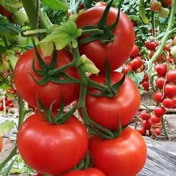 Giant Monster Red Tomato Seeds for Planting