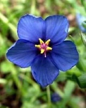 blue pimpernel flower seeds