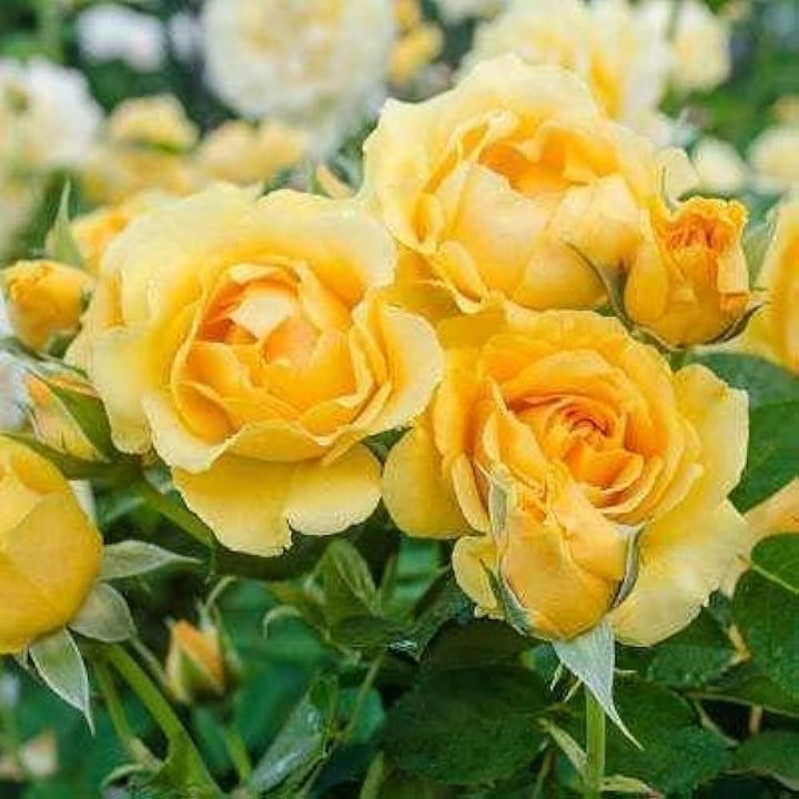 Gule Home Garden Rose Blomsterfrø til udplantning - 100 stk