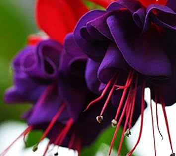 Flower Seeds, Seeds for Planting, Plant Seeds