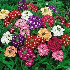 Flower Seeds, Seeds for Planting, Plant Seeds