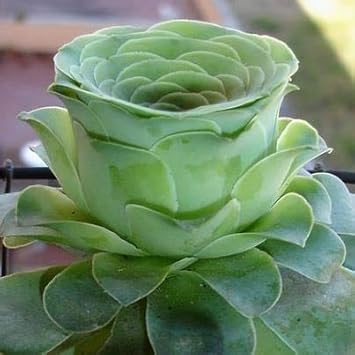 greenovia succulent Greenovia Dodrantalis Succulent Plant Seeds for Planting – Heirloom No – Neeraseeds