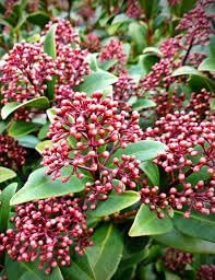 Flower Seeds, Seeds for Planting, Plant Seeds