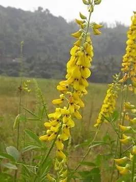 yellow smooth flower seeds