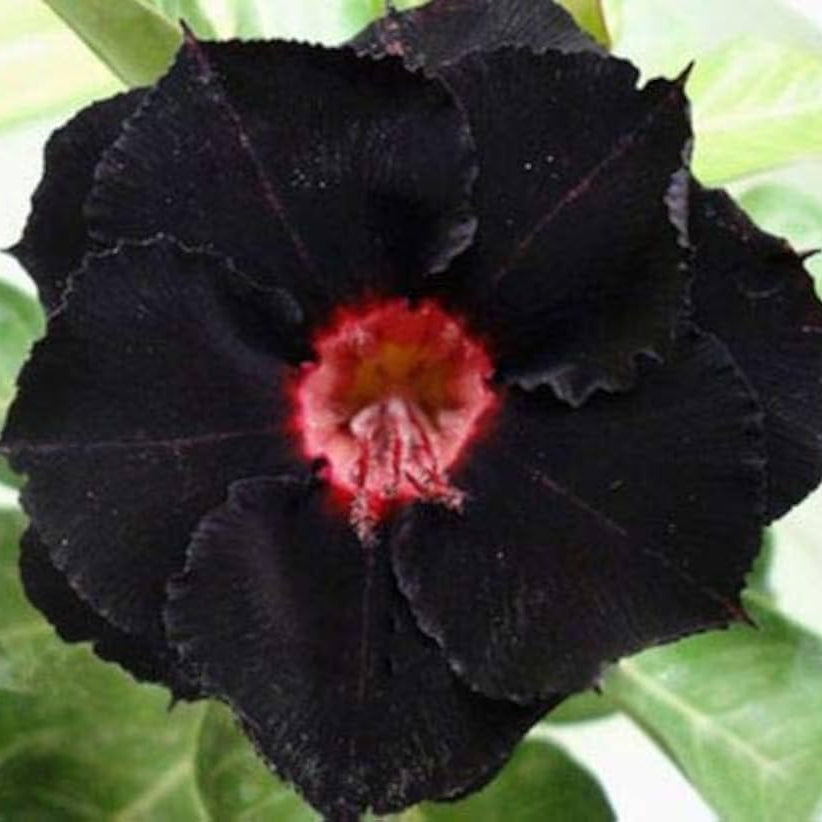 black double flower seeds