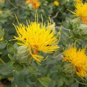 yellow safflower flower seeds