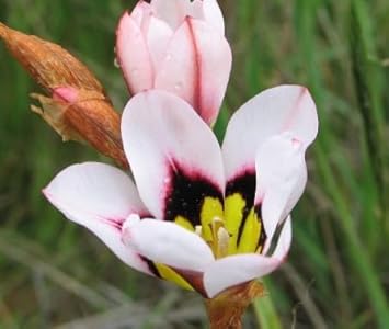 Flower Seeds, Seeds for Planting, Plant Seeds