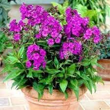 perennial flower flower seeds