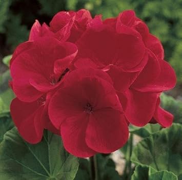red deep flower seeds