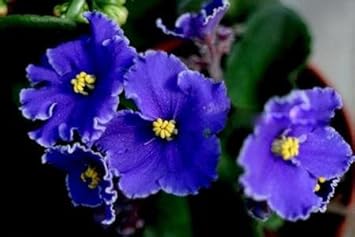 violet blue flower seeds