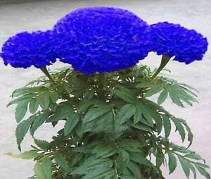 Flower Seeds, Seeds for Planting, Plant Seeds