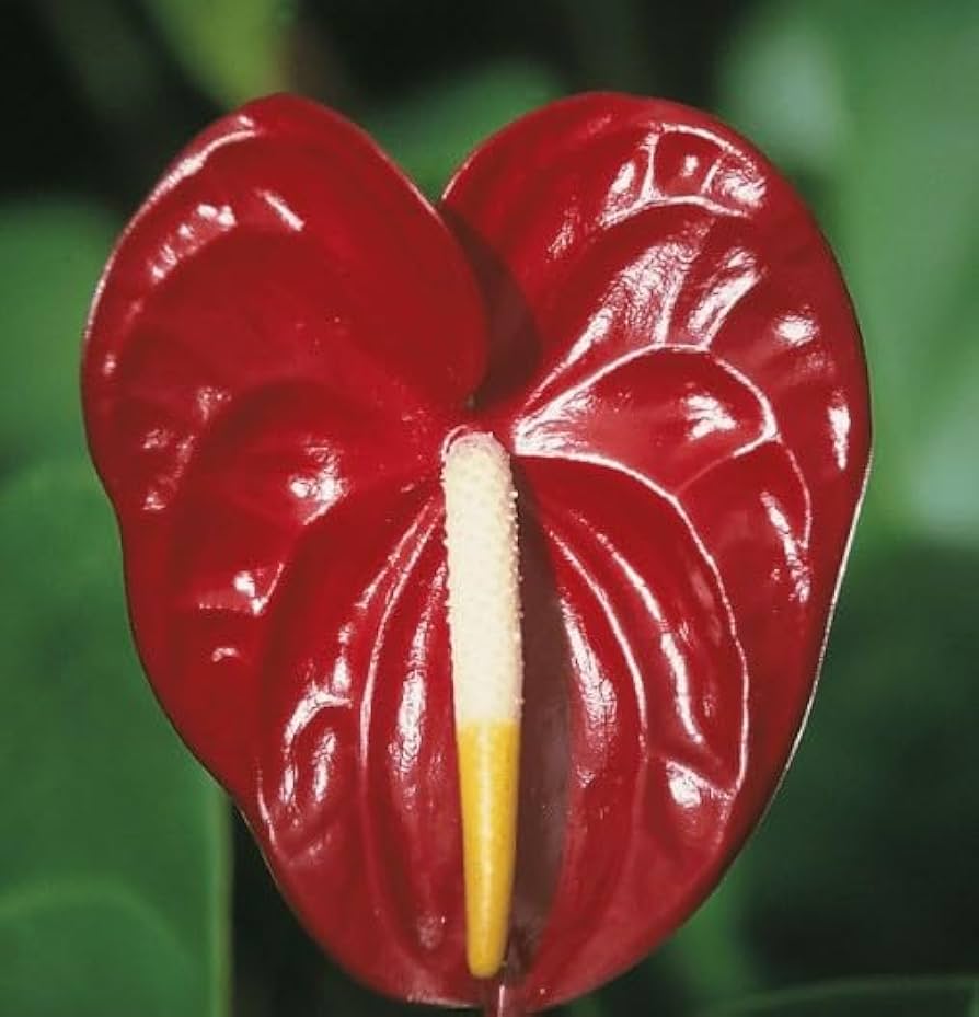 Anthurium Andraeanu Maroon Flower Seeds for Planting 100 pcs