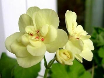 yellow light flower seeds