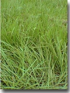 pensacola bahia flower seeds
