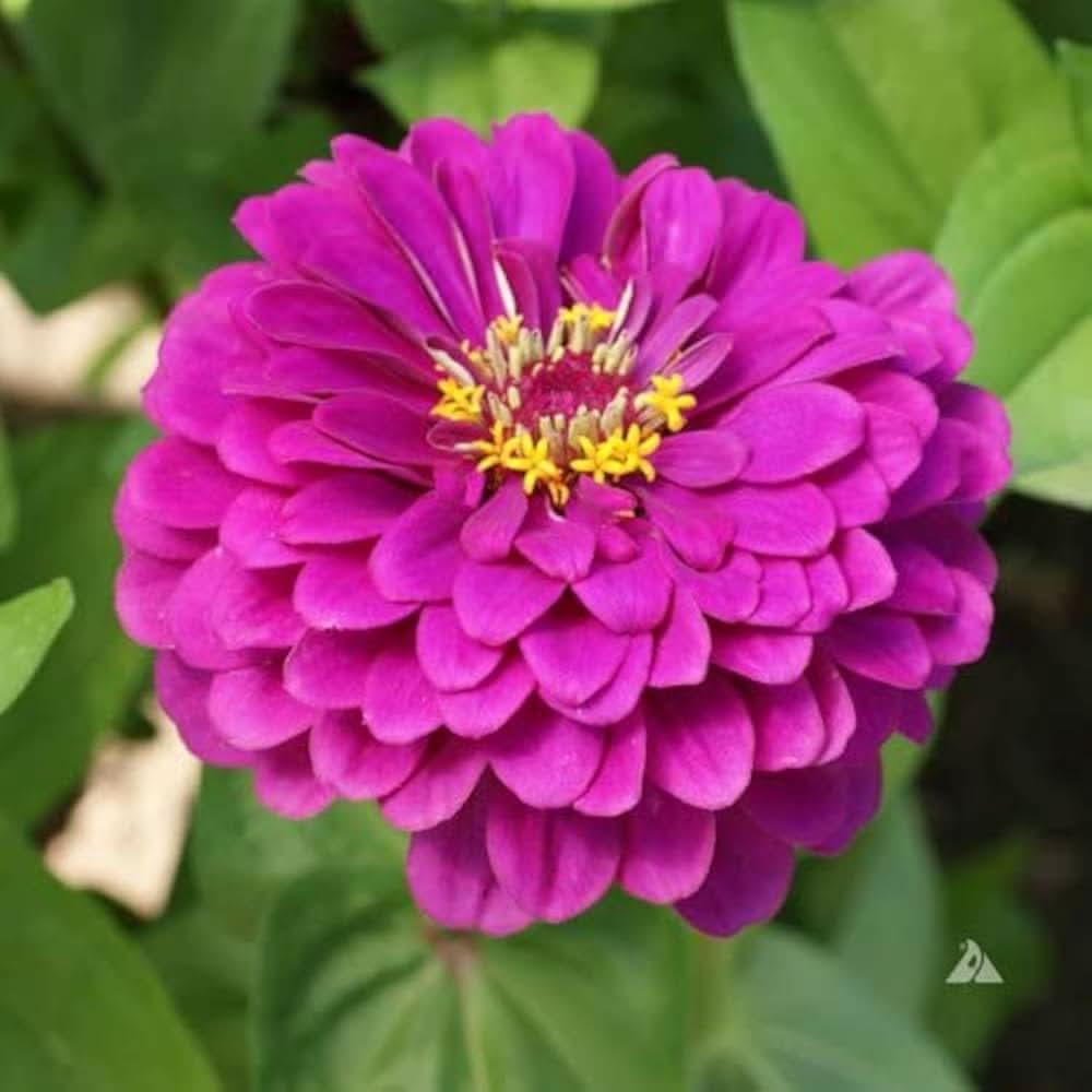 purple zinnia flower seeds