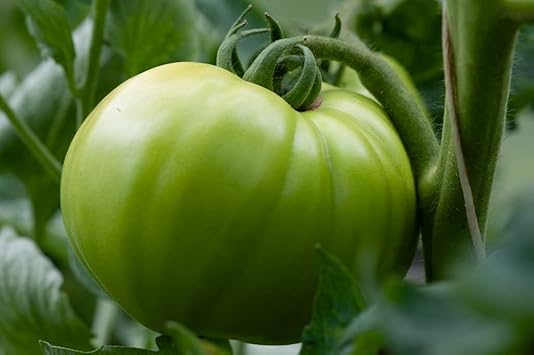 Green Tomato Seeds for Planting