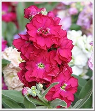 Flower Seeds, Seeds for Planting, Plant Seeds