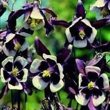 violet white flower seeds