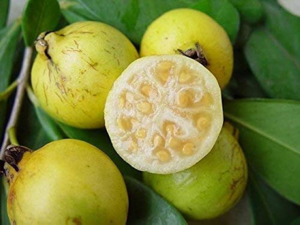 Rare Yellow Strawberry Guava Fruit Seeds for Planting– Ideal for Tropical Gardens, GMO Free