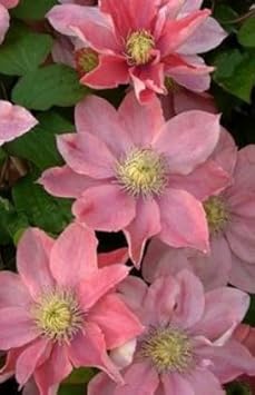 Flower Seeds, Seeds for Planting, Plant Seeds