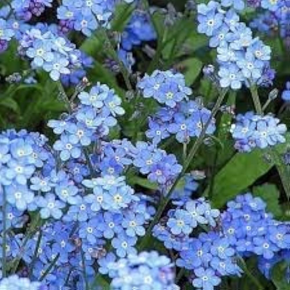 Blandede Myosotis blomsterfrø til plantning - 100 stk