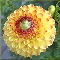 Rød Gul Dahlia Blomsterfrø til udplantning - 100 stk