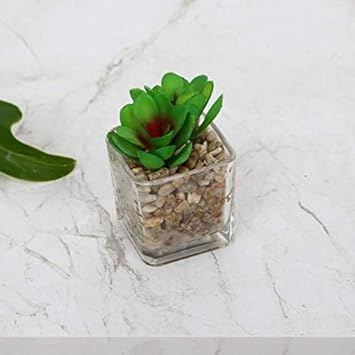 Flower Seeds, Seeds for Planting, Plant Seeds