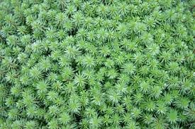 Flower Seeds, Seeds for Planting, Plant Seeds