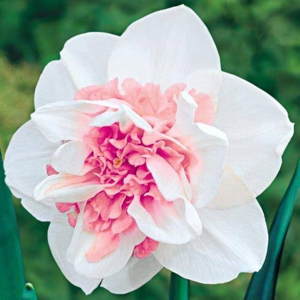 Baby Pink White Daffodils Flower Seeds for Planting 100 pcs