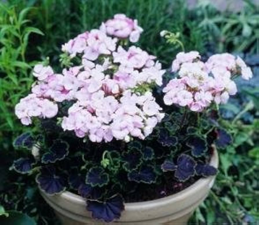 black velvet flower seeds