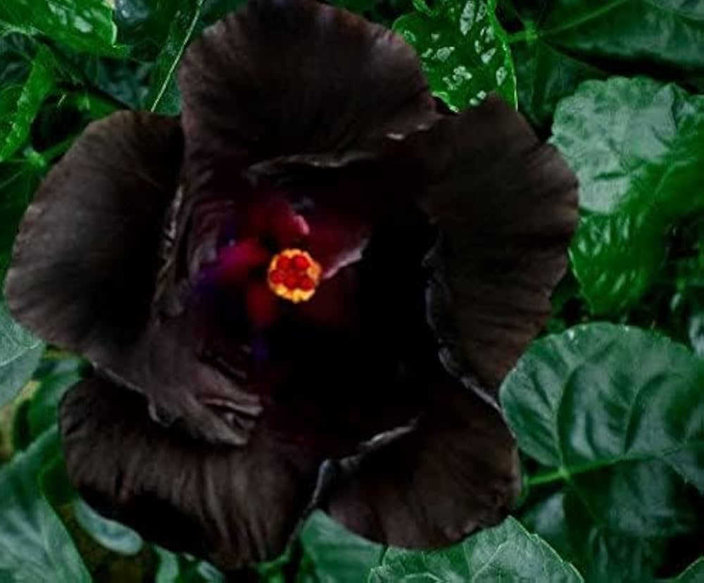 white black flower seeds
