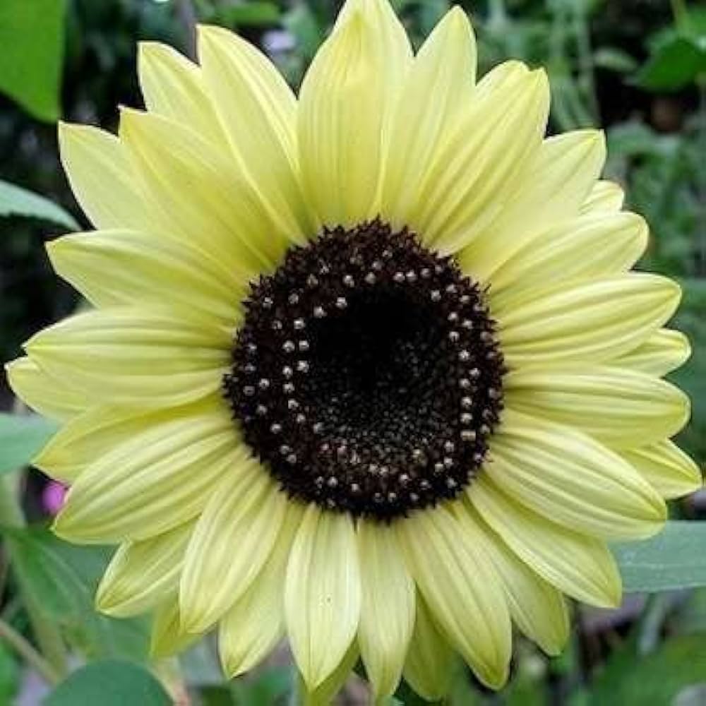 white heirloom flower seeds