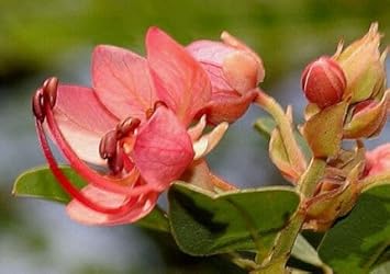 Flower Seeds, Seeds for Planting, Plant Seeds