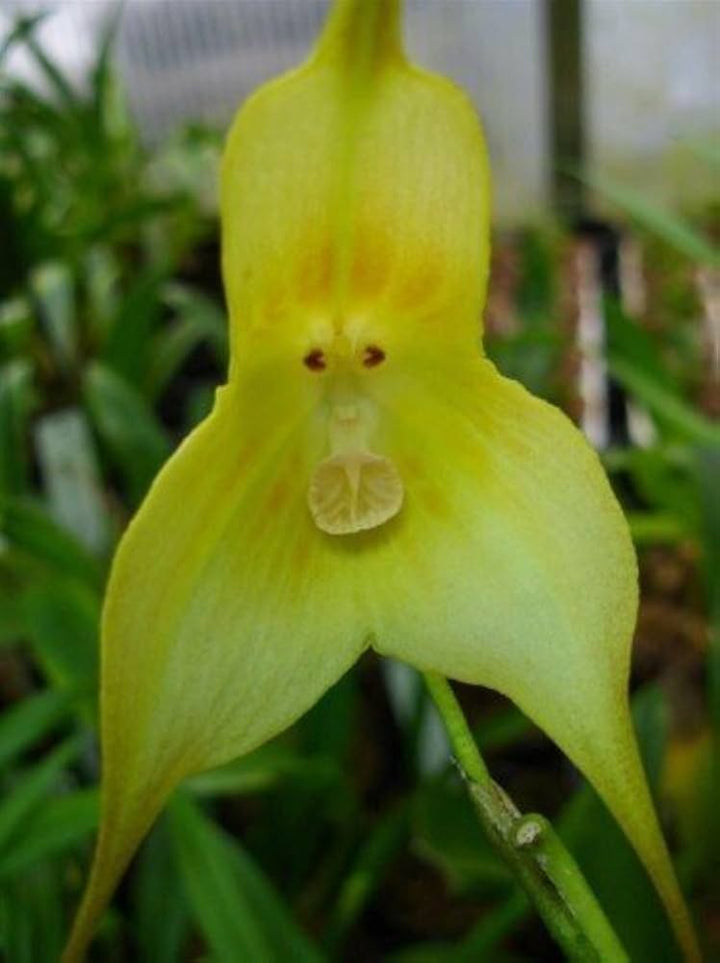 Green Monkey Face Orchids Seeds for Planting - Green Color Variety for Home Garden, Non-GMO Seeds