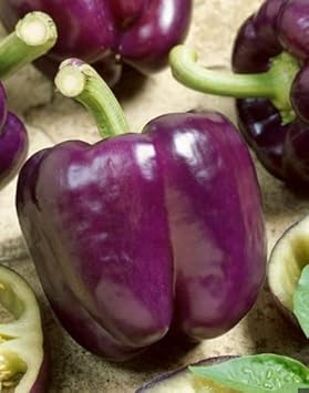 Violet Pepper Seeds for Planting