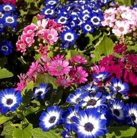 Flower Seeds, Seeds for Planting, Plant Seeds