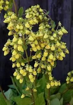 yellow light flower seeds